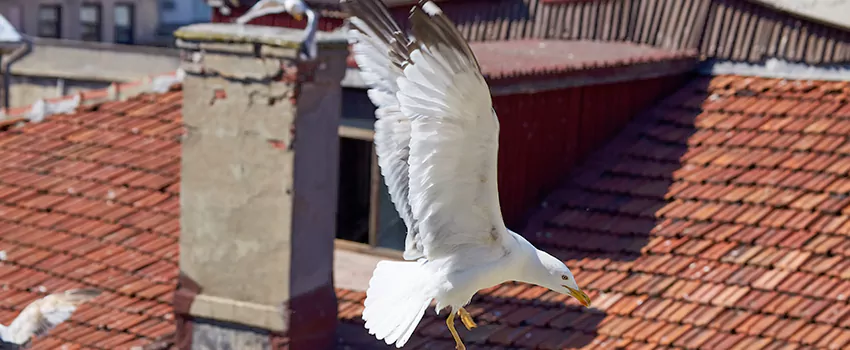 Residential Chimney Animal Removal Solution in Agawam, MA
