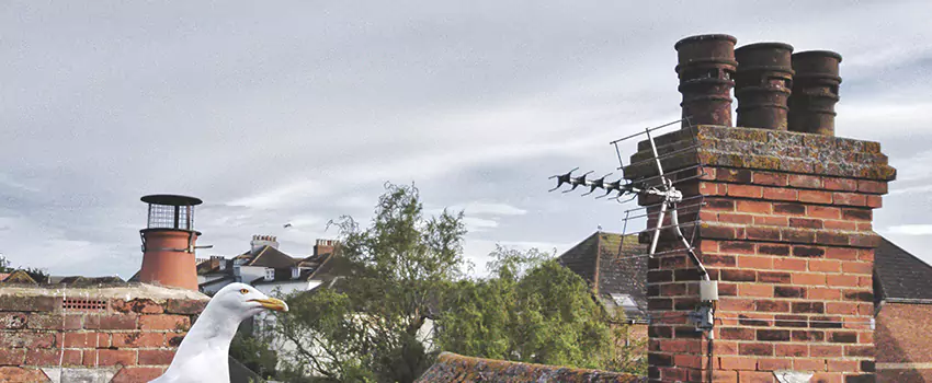 Chimney Cleaning And Restoration in Agawam, Massachusetts